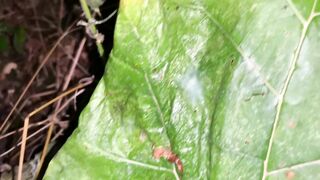 Night cumshot in the park on a big leaf